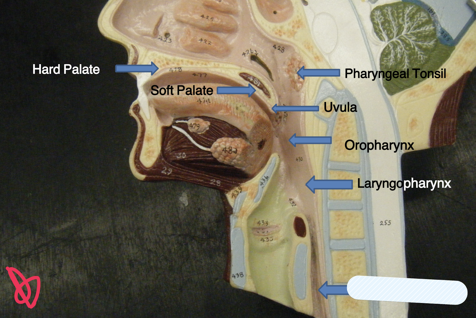 knowt flashcard image