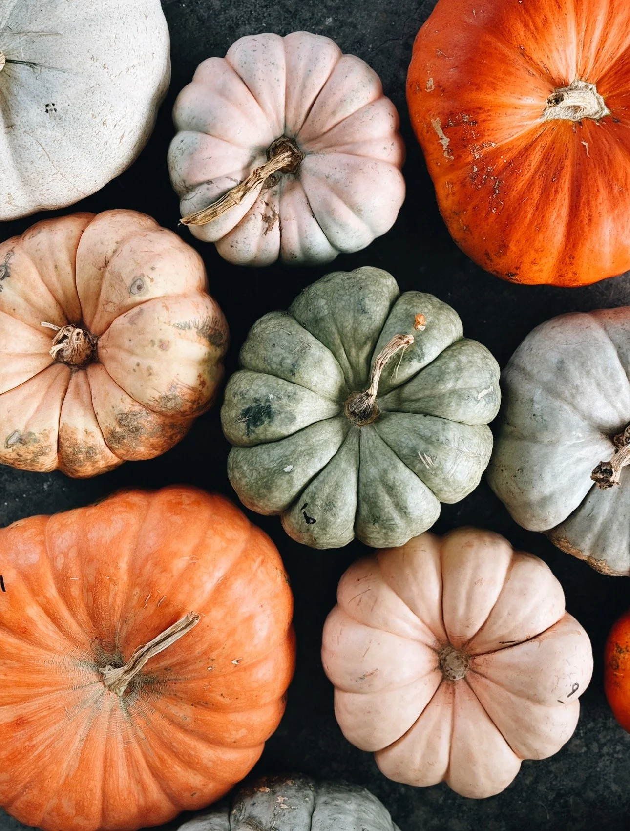 <p>pumpkin</p>