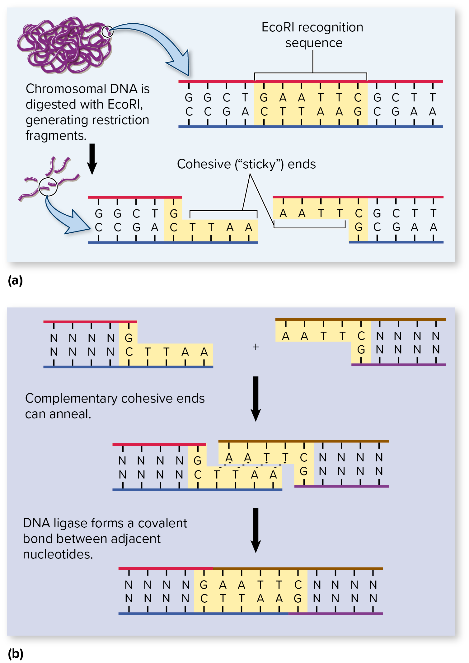 <p>Enzymes naturally occurring in organisms that have the ability to recognize <strong><mark data-color="purple" style="background-color: purple; color: inherit;">palindromes</mark></strong>: specific sequences in the DNA that are mirror inversions of each other, and cut them</p><p></p><p><mark data-color="yellow" style="background-color: yellow; color: inherit;">→ palindromes are consistent throughout all of the sequences the enzymes cut</mark></p><p>» generate <strong><mark data-color="purple" style="background-color: purple; color: inherit;">restriction fragments</mark></strong>: DNA that can be joined to other DNA pieces cut with the same restriction enzyme cut / “digest”</p><p><mark data-color="yellow" style="background-color: yellow; color: inherit;">→ enables them to base-pair / “anneal”</mark> (DNA ligase solidifies their bond) <mark data-color="yellow" style="background-color: yellow; color: inherit;">and form </mark><strong><mark data-color="yellow" style="background-color: yellow; color: inherit;">recombinant DNA molecules</mark></strong></p><p></p><p><u>eg.</u></p><ul><li><p>alul</p></li></ul><ul><li><p>BamHi*</p></li><li><p>EcoRI*</p></li></ul><img src="https://assets.knowt.com/user-attachments/3695e5a6-2be4-4825-89e0-33b672303aa4.png" data-width="75%" data-align="center"><p>* has <mark data-color="#f4eeee" style="background-color: rgb(244, 238, 238); color: inherit;">“sticky ends”</mark> which refers to how their sequences overhang post-cut</p>