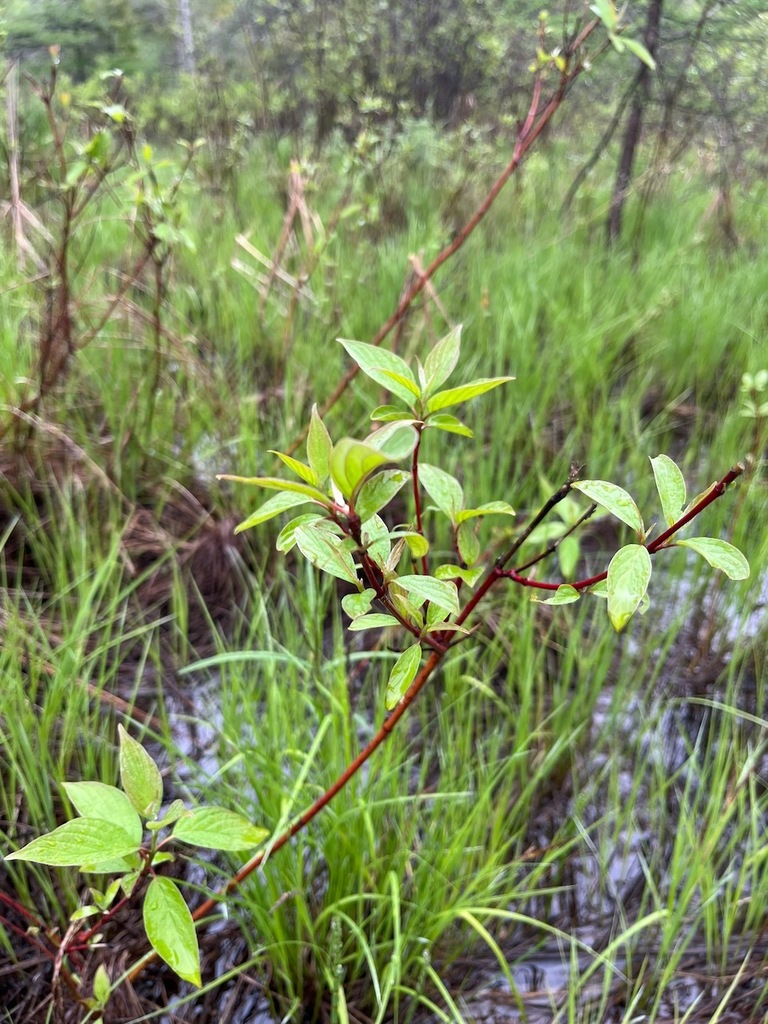 Cornus sericea (Cornaceae)