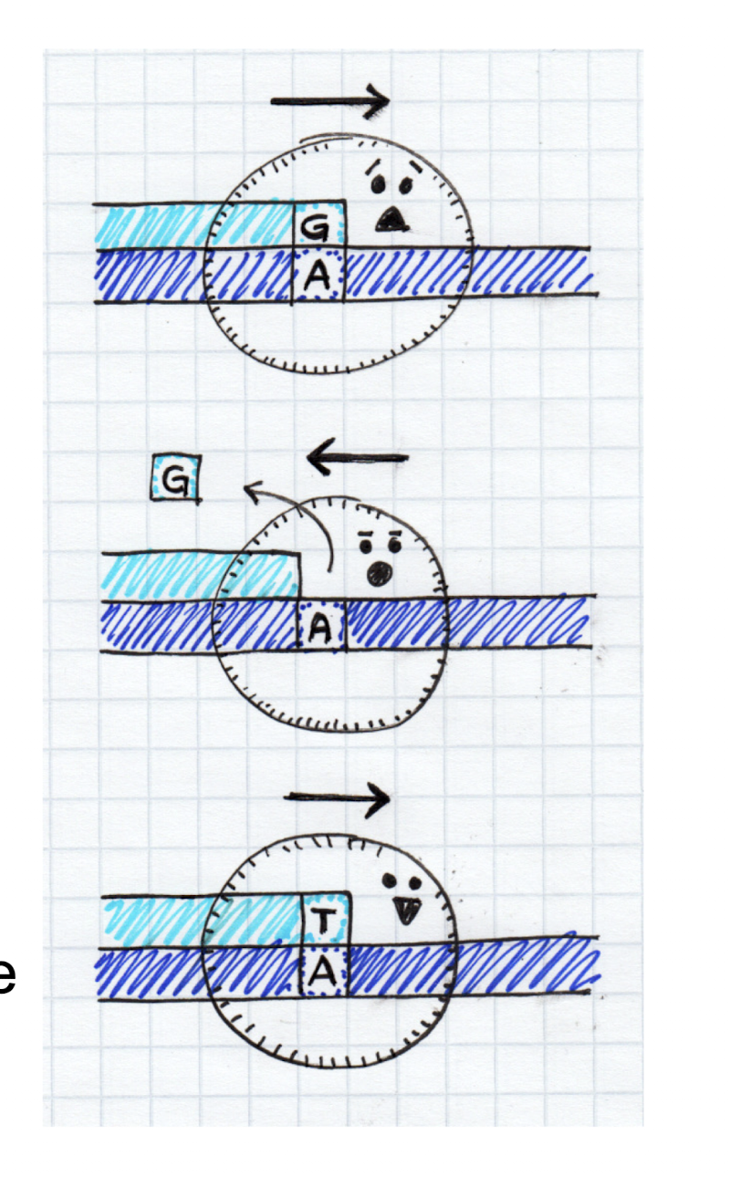 <p>Recognize a mistake, remove the incorrect nucleotide by changing direction briefly, replace the removed nucleotide with the correct one. Occurs during DNA replication </p>