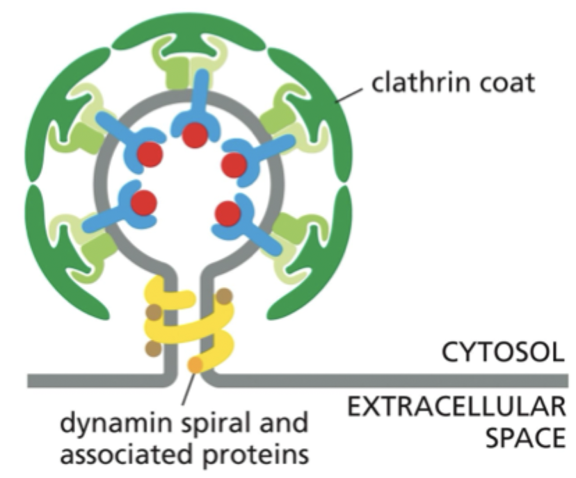 <p><strong>Shapes</strong> <strong>vesicles</strong> for <strong>endocytosis</strong> and<strong> TGN transport</strong></p>