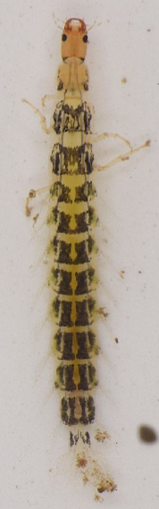 <p>Larva - slender; filamentous gills at side of abdomen; small hooks at end of body; walk rapidly over the bottom, like a centipede; cf. alderfly larva)</p><p>Adult - live on water surface; move actively in the open; unlikely to be caught by kick sampling but can be recorded through visual searching</p>