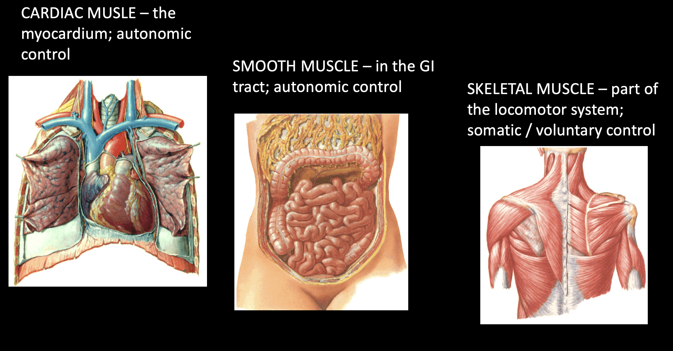 <p><u>Cardiac</u></p><p>-the myocardium (*heart muscle)</p><p>-autonomic control (*beats on own)</p><p><u>Smooth</u></p><p>-in the GI tract</p><p>-autonomic control (*digest on own)</p><p><u>Skeletal</u></p><p>-part of the locomoter system</p><p>-somatic/voluntary control</p>