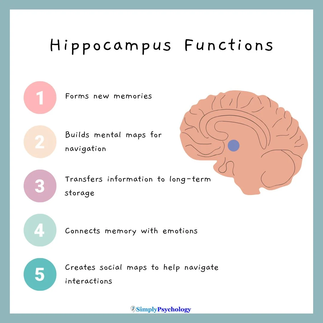 <p>Hippocampus</p>