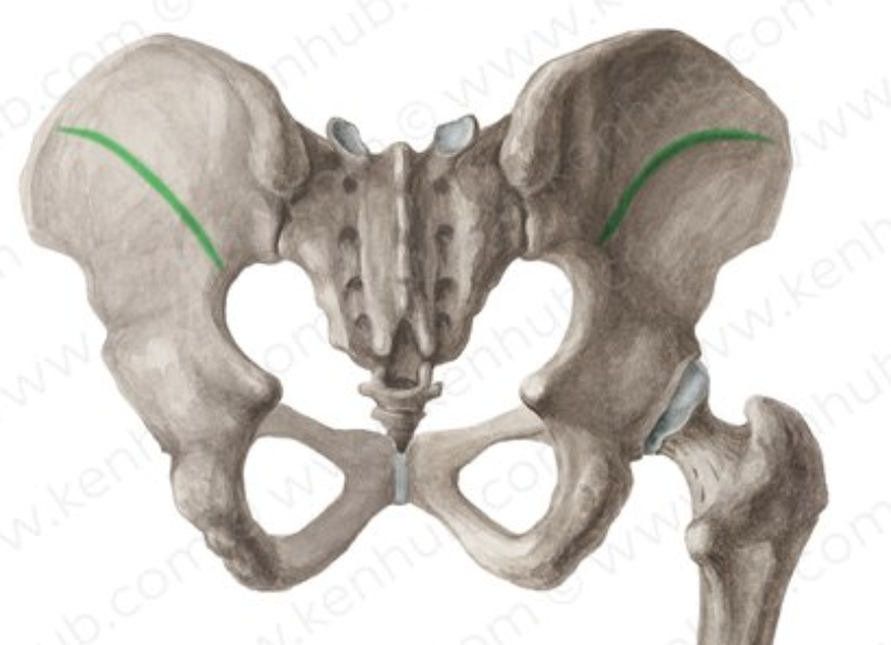 <p>Line</p>