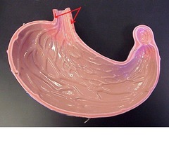 <p>phần dưới thực quản</p>