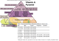 <p>fruits and vegetables</p>
