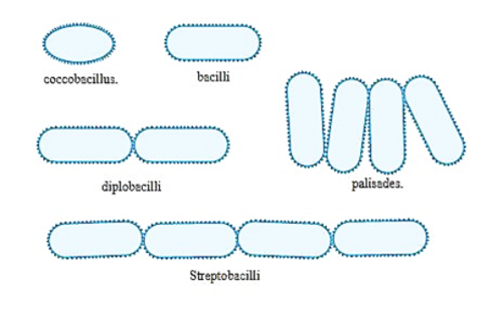 <p>coccobacillus<br>bacilli (1)<br>diplobacilli (2)<br>palisades (fence)<br>streptobacilli (necklace)</p>