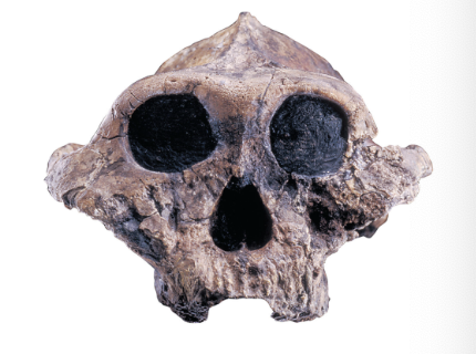 <ul><li><p>small brain (510cc)</p></li><li><p>massive posterior teeth</p></li><li><p>robust skull with sagittal crest </p></li></ul><p></p>