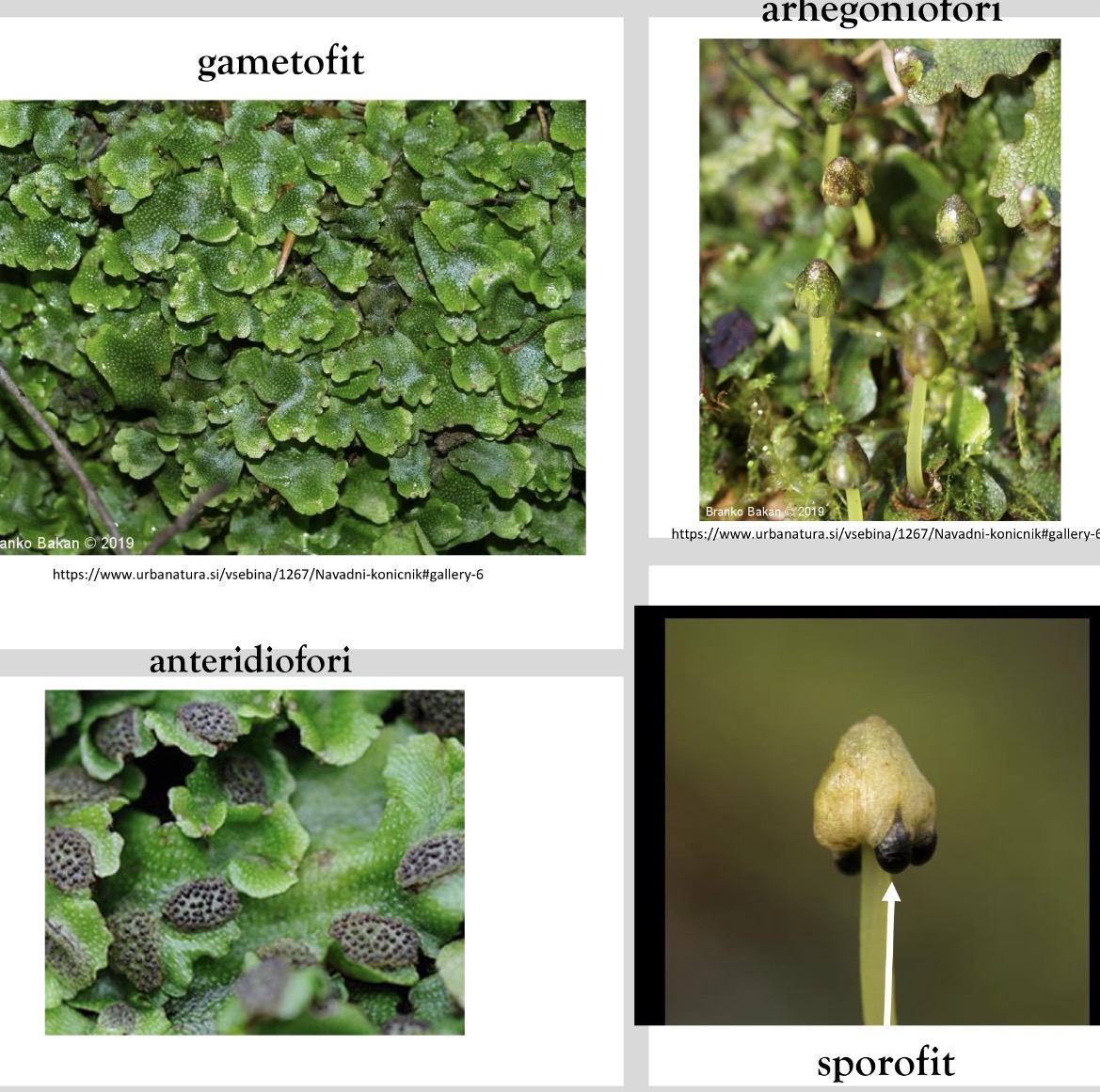 <p>Deblo poddeblo razred vrsta</p><p class="has-focus"></p>