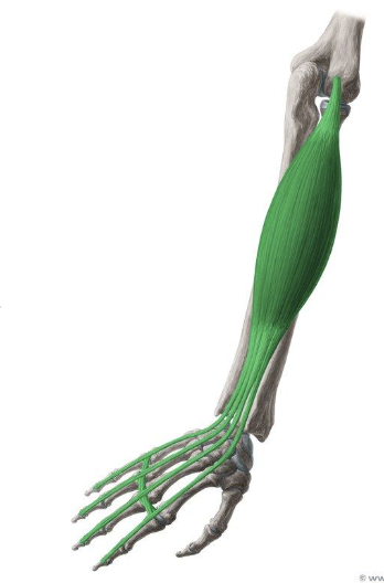 <p>extensor digitorum</p>