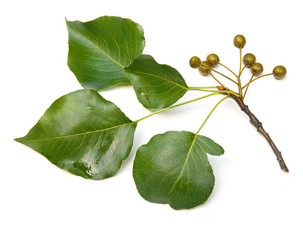 <p>Bradford Pear</p>