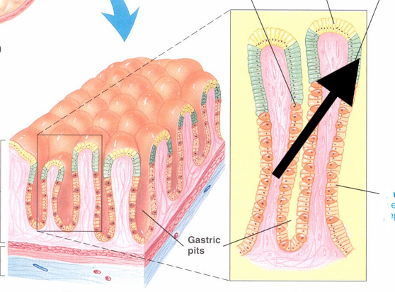 <p>Secretes thin, watery mucus</p>