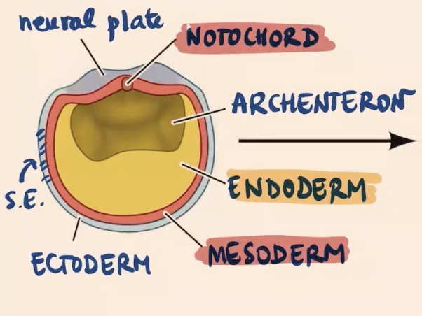 <ul><li><p>Most inside layer → Endoderm (orange/yellow color) </p></li><li><p>Mesoderm (red color) </p></li><li><p>Ectoderm → most external layer </p></li><li><p>Can see Neural Plate </p></li><li><p>Surface ectoderm → most external side </p></li><li><p>Notochord (mesodermal derivative) </p></li><li><p>Archenteron </p></li></ul><p></p>