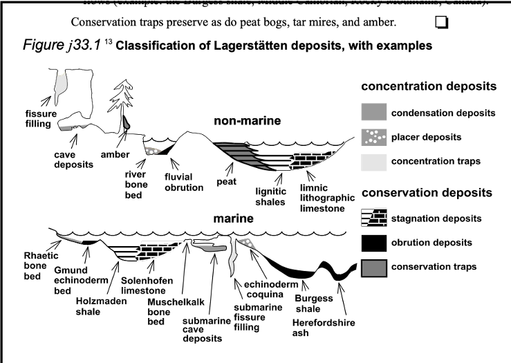 <ul><li><p>Conservation deposits preserve exceptional quality (i.e. Burgress Shale, Amber, Solenfoen limestone) </p></li><li><p>Concentration deposits preserve exceptional quantity/density of typically hard parts without necessarily preserving soft tissue (i.e. bone beds, placer deposits)</p></li></ul><p></p>