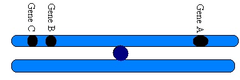 <p>through crossing over ONLY</p><p>(not separated by independent assortment as they are on the same chromosome)</p>