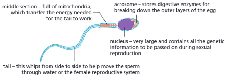 <p><strong>Function:</strong></p><p>Travels to and fertilises the egg during sexual reproduction, and contains the genetic information of the male parent.</p><p><strong>Adaptations:</strong></p><ul><li><p><span>Long tail</span></p></li><li><p><span>Lots of mitochondria (in midsection)</span></p></li><li><p><span>Acrosome</span></p></li></ul><p><strong>How adaptations help:</strong></p><ul><li><p><span>The tail allows the cell to move (long distances) to the egg</span></p></li><li><p><span>Mitochondria transfer the energy needed for the tail to work</span></p></li><li><p><span>Acrosome contains digestive enzymes for breaking down the outer layers of the egg</span></p></li></ul><p></p>