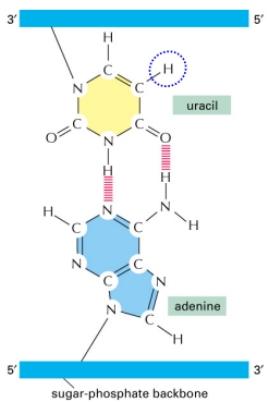 <ul><li><p><strong>Uracil lacks the methyl group</strong> seen in thymine</p></li><li><p>This difference <strong>does not affect Watson-Crick base pairing</strong> with adenine</p></li><li><p>Uracil still pairs with adenine via the same hydrogen bonding pattern as thymine</p></li></ul><p></p>