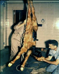 <p>Why is this calf discolored?</p>