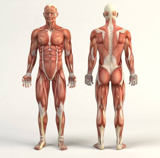 <ul><li><p><span style="background-color: transparent; font-family: "Times New Roman", serif;">Anatomists use a specific position of the body as a point of common reference</span></p></li><li><p><span style="background-color: transparent; font-family: "Times New Roman", serif;">Termed the <strong>anatomic position</strong></span></p><ul><li><p><span style="background-color: transparent; font-family: "Times New Roman", serif;">Upright stance</span></p></li><li><p><span style="background-color: transparent; font-family: "Times New Roman", serif;">Feet parallel and flat on the floor </span></p></li><li><p><span style="background-color: transparent; font-family: "Times New Roman", serif;">Upper limbs at the sides of the body </span></p></li><li><p><span style="background-color: transparent; font-family: "Times New Roman", serif;">Palms face anteriorly (toward the front)</span></p></li><li><p><span style="background-color: transparent; font-family: "Times New Roman", serif;">Head is level </span></p></li><li><p><span style="background-color: transparent; font-family: "Times New Roman", serif;">Eyes look forward </span></p></li></ul></li></ul><p></p>