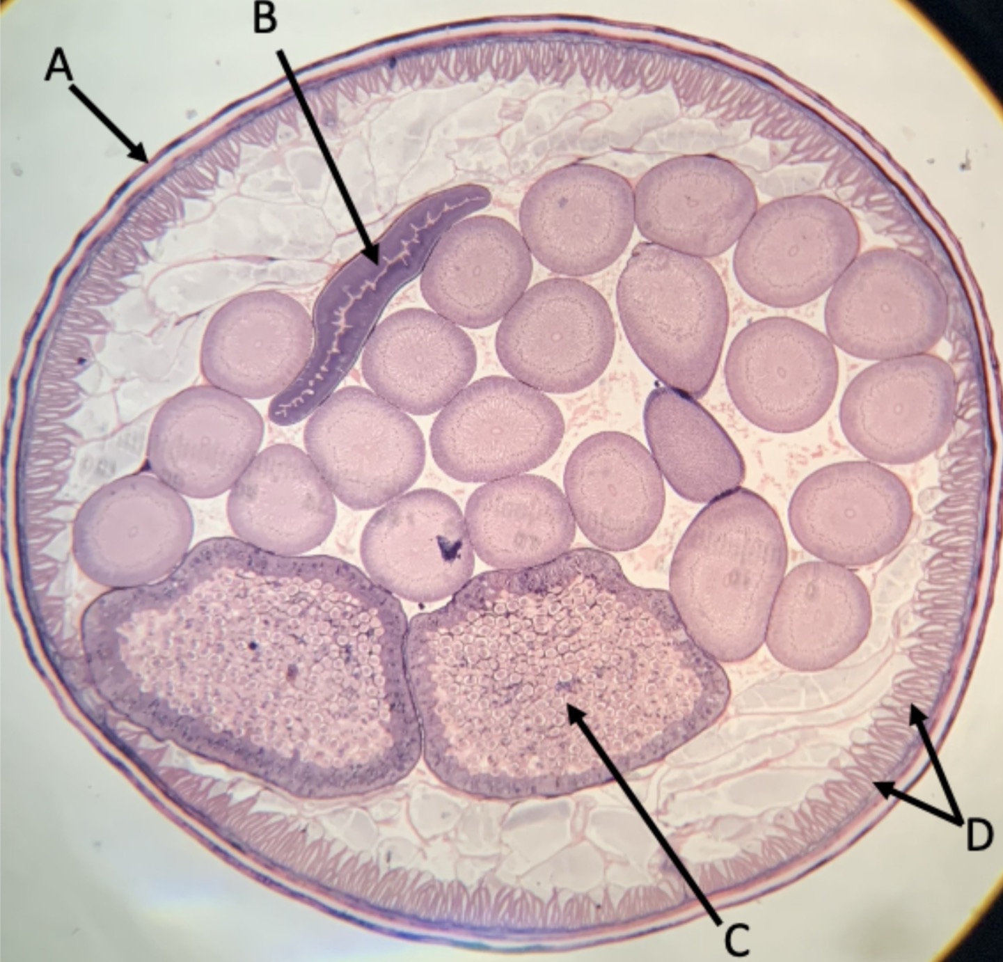<p>Identify structure C</p>