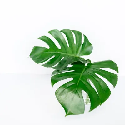 <p>plant</p><p><span style="line-height: 1.5rem;"><strong>/plɑːnt/</strong></span></p>