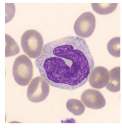 <p>What do monocytes develop into?<br></p>
