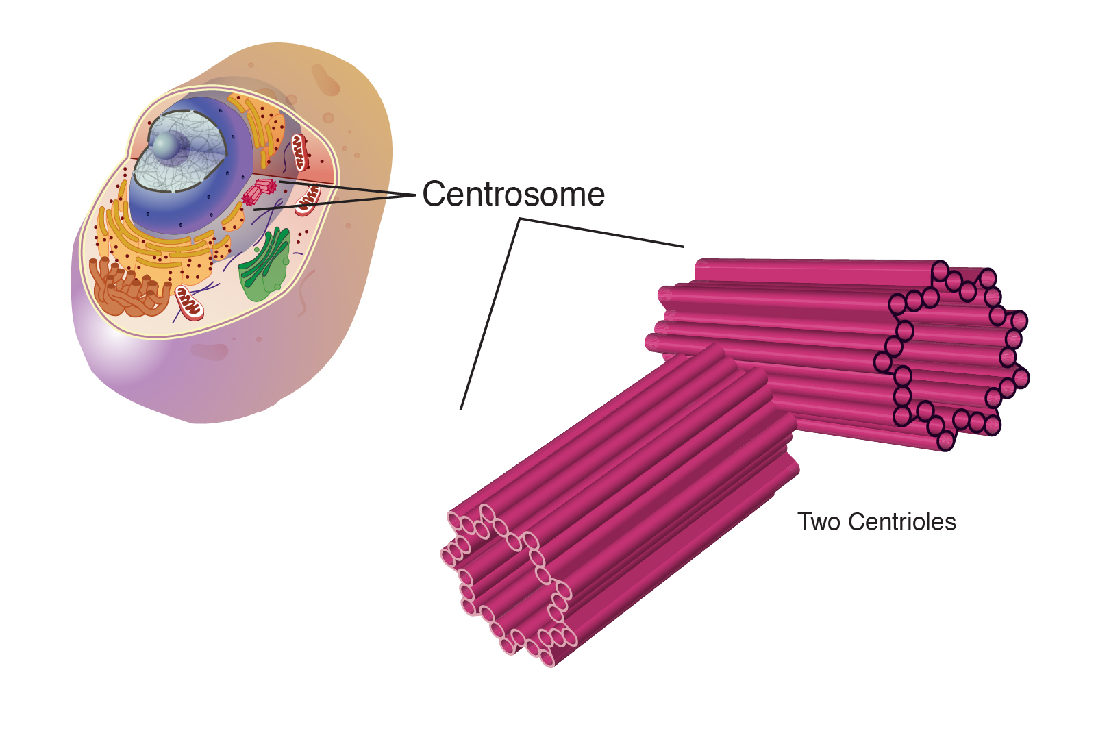 <p>centrosome</p>