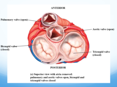 <p>Pressure changes</p><p>Valves open when pressure of blood behind > pressure of blood in front</p><p>Valves close when pressure of blood in front > pressure of blood behind</p>
