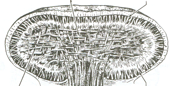 <p>label all of the intrinsic lingual muscles</p>