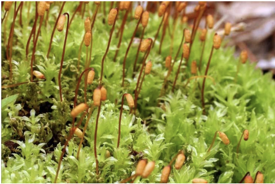 <p>What is the Kingdom and Phylum? </p>