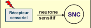 <p>B1: Neurone <strong>sensoriel </strong>: capte les messages des récepteurs sensoriels et les communiquent au système nerveux central, neurone relativement long ( —> principalement unipolaire)</p>