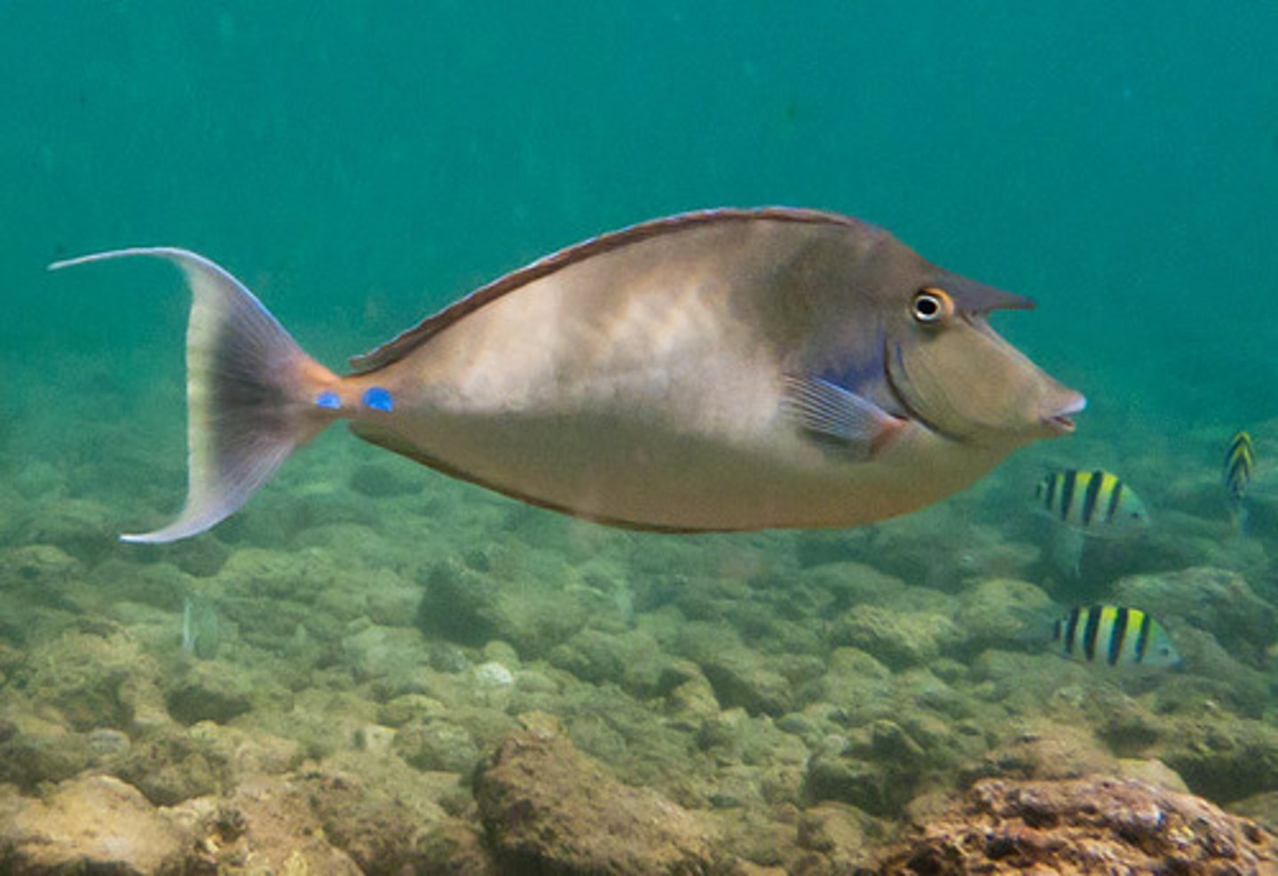<p>Naso unicornis</p>