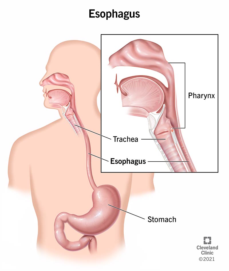 <p>Mouth —> Food travels to esophagus</p>