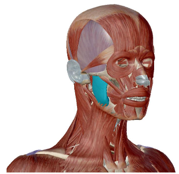 <p>what muscle is this</p>