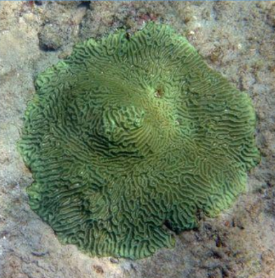 <p>What is this Meandroid/Brain Coral from the Scleractinia order?</p>