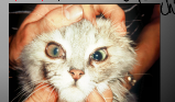 <p>what is this? </p>