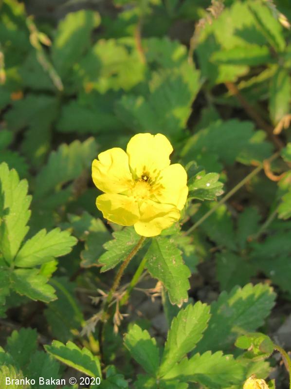 <p>Plazeči petoprstnik-Potentilla reptans</p>