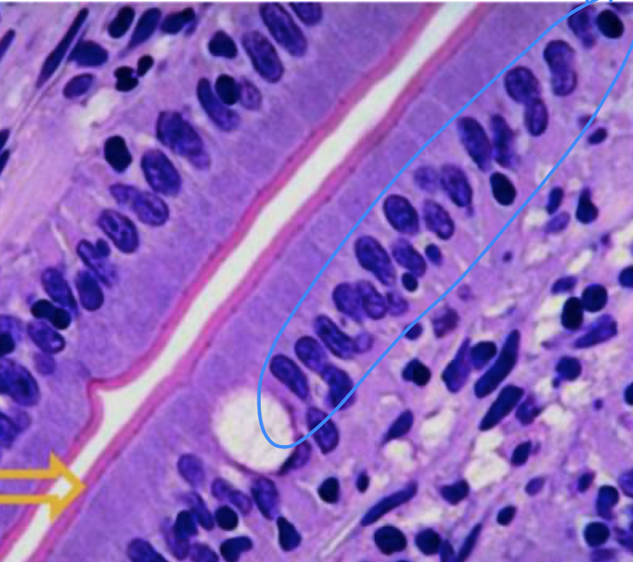 knowt flashcard image