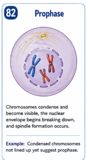 <p>Chromosomes condense and become visible. The nuclear envelope begins breaking down and the mitotic spindle forms.</p>