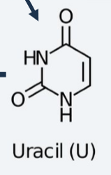 <ul><li><p>Carbonyl group on position 4</p></li><li><p>Under methylation, it becomes thymine</p></li></ul><p></p>