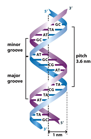 <p>DNA can adopt different types of helical structure. A-DNA and B-DNA are both right-handed helices (ones in which the helix spirals in a clockwise direction as it moves away from the observer). They have respectively 11 and 10 base pairs per turn. Z-DNA is a left-handed helix which has 12 base pairs per turn. <strong><mark data-color="purple" style="background-color: purple; color: inherit;">Under physiological conditions, most of the DNA in a bacterial or eukaryotic genome is of the B-DNA form in which each helical strand has a pitch (the distance occupied by a single turn of the helix) of about 3.6 nm.</mark></strong></p>