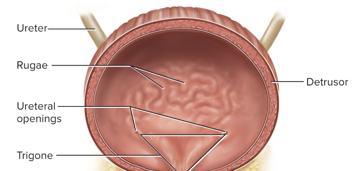 <p>Irregular crisscrossing bands of smooth muscle (aka <strong>detrusor muscle</strong>)</p><ul><li><p>Interior is made up of transitional epithelium</p></li></ul><p></p>