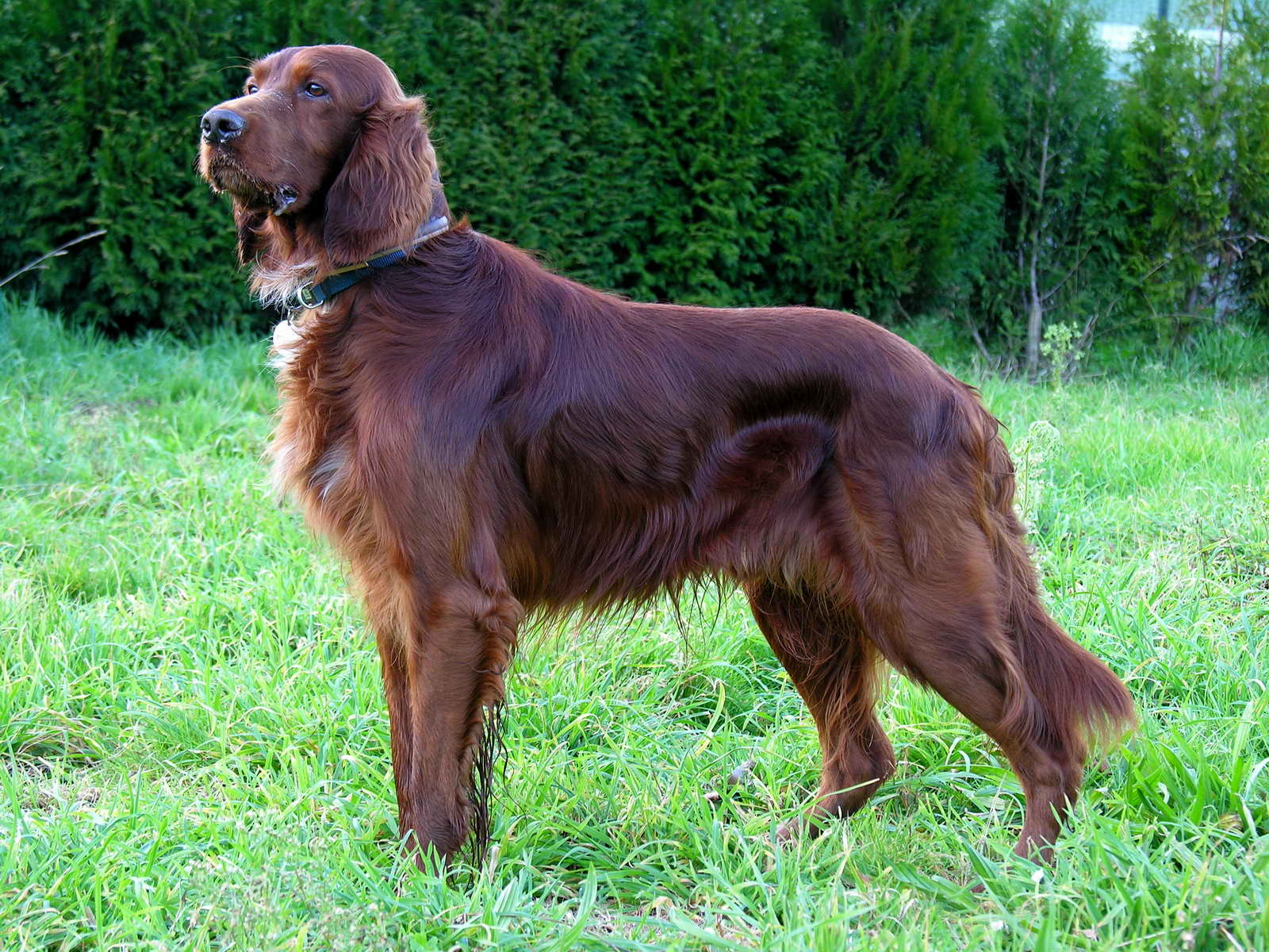 <p>Irish Setter</p>