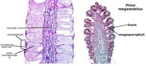 <p>male cones (left) make pollen; female cones (right) have larger openings so pollen get in</p>