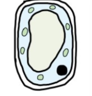 <p>Water potential is higher outside the cell , so  water moves into the cell</p><p>The cell is turgid.</p>