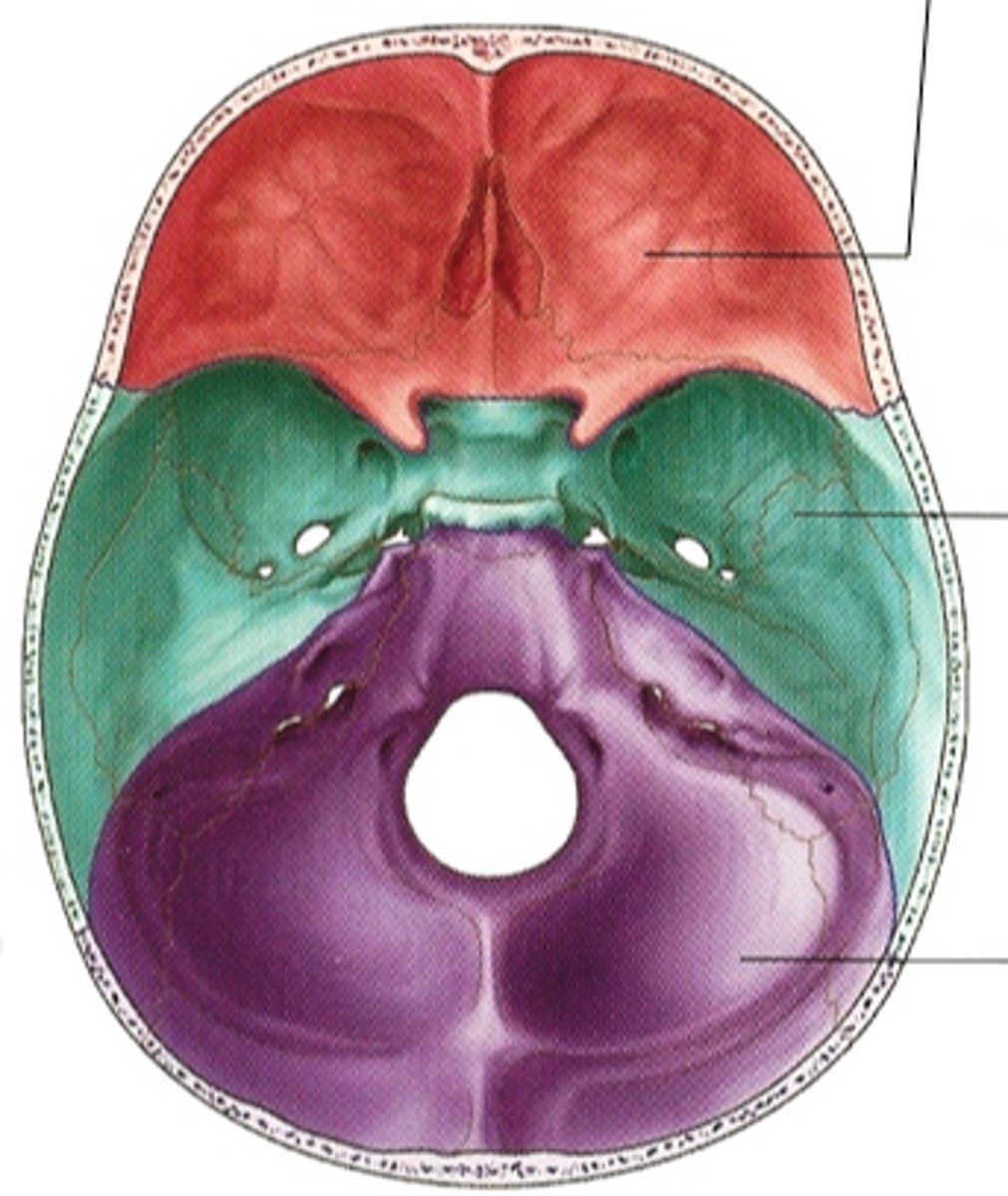 <p>What is the purple region called?</p>