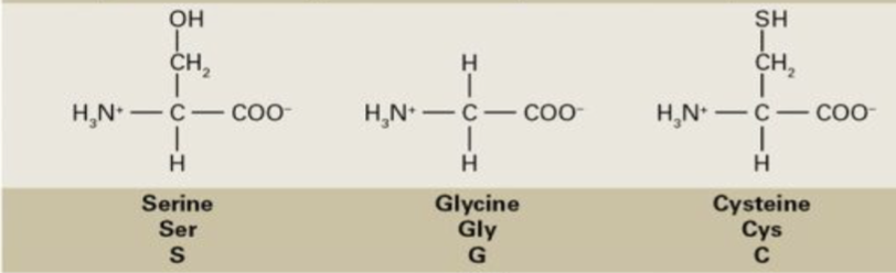 <p>Serine, Glycine, Cysteine</p>