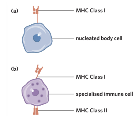 <p><span style="background-color: inherit; line-height: 20.7px; color: windowtext;">Self-antigens, which are located on the surface of cells, mark the cells of an organism as ‘self’ so that the immune system doesn’t attack them</span><span style="line-height: 20.7px; color: windowtext;"> </span></p><ul><li><p class="Paragraph SCXO209118272 BCX0" style="text-align: left;"><span style="background-color: inherit; line-height: 20.7px; color: windowtext;">In vertebrates (an animal of a large group distinguished by the possession of a backbone or spinal column), the most important self-markers are <strong>major histocompatibility complex (MHC) markers </strong>(also known as MHC proteins, MHC molecules or self-antigens) which bind antigen fragments (peptides) and present them on the surface of cells, and can be divided into two different classes</span><span style="line-height: 20.7px; color: windowtext;"> </span></p><ul><li><p class="Paragraph SCXO209118272 BCX0" style="text-align: left;"><span style="background-color: inherit; line-height: 20.7px; color: windowtext;"><strong>MHC Class I markers</strong> are expressed on all nucleated cells in the body --> so all cells in the human body except for those without a nucleus (e.g. red blood cells) express MHC Class I markers</span><span style="line-height: 20.7px; color: windowtext;"> </span></p></li></ul><p class="Paragraph SCXO209118272 BCX0" style="text-align: left;"><span style="background-color: inherit; line-height: 20.7px; color: windowtext;"><strong>MHC Class II markers</strong> are found on specialised cells of the immune system alongside MHC Class 1 markers --> these are known as antigen presenting cells</span><span style="line-height: 20.7px; color: windowtext;"> </span></p></li></ul><p></p>